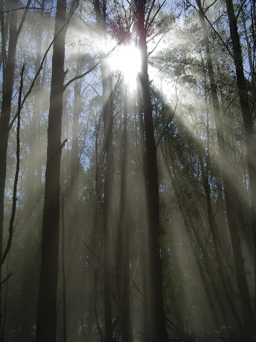 A misty eden?