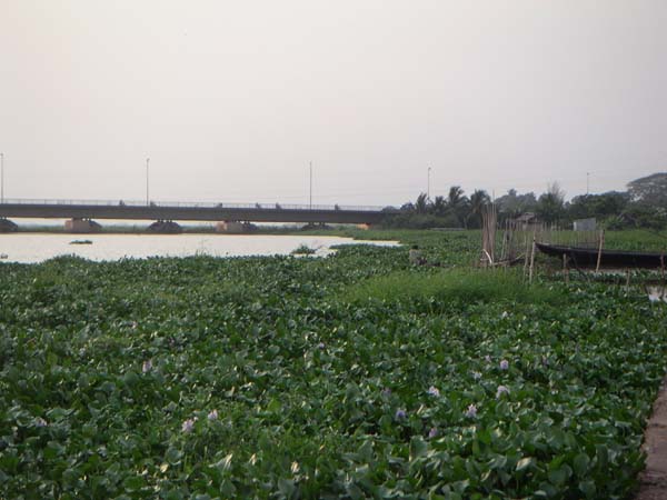 Environnement à la lagune de Porto-Novo