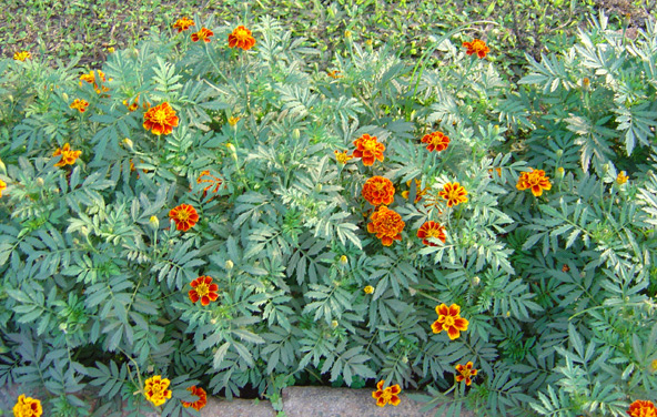 Marigolds in Bloom