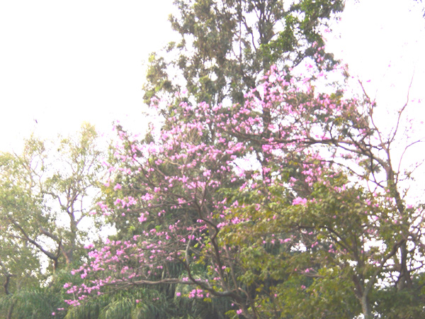Cherry Blossoms