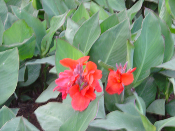 Red Beauty