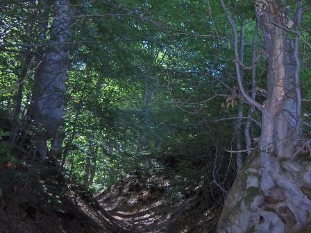 In the Woods