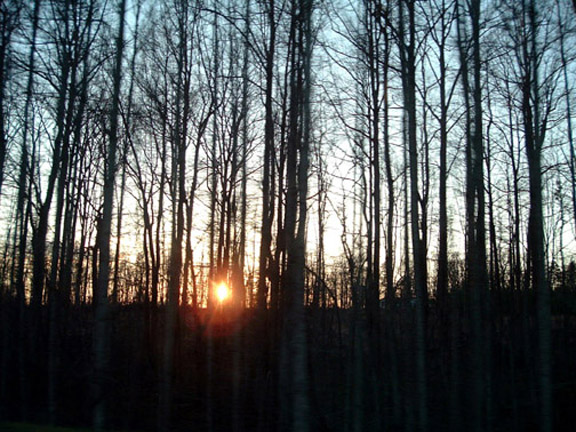 Sunset Through Trees