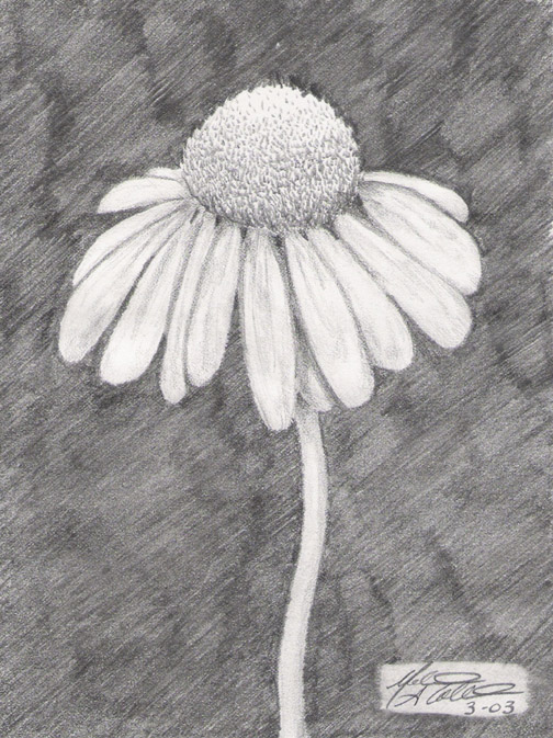 Cone Flower