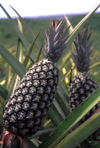 Nana's Pineapple