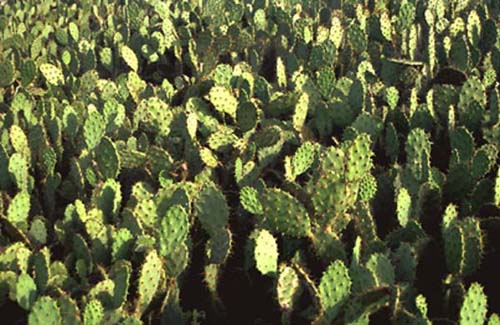 Cactus field