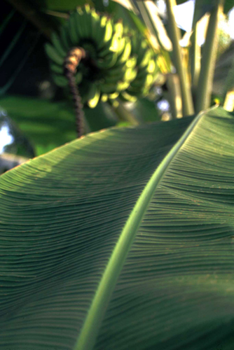 Banana tree leaf and fruits