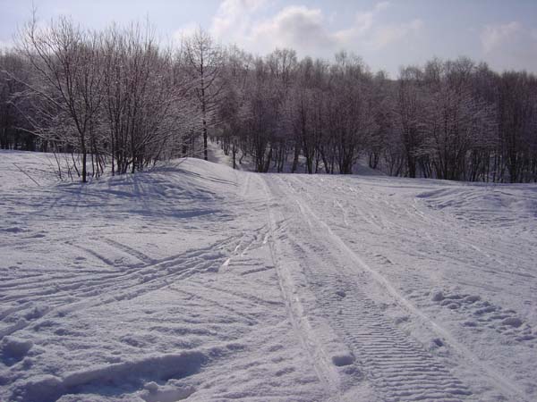 Snowy Woods