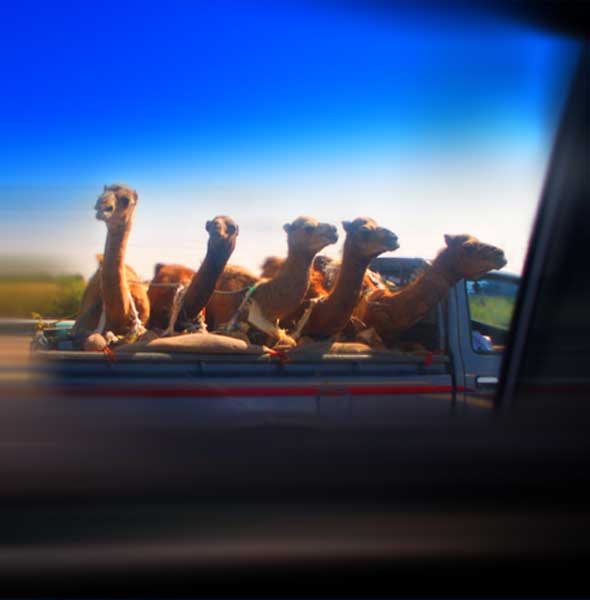 ~Shot Through Car Window~