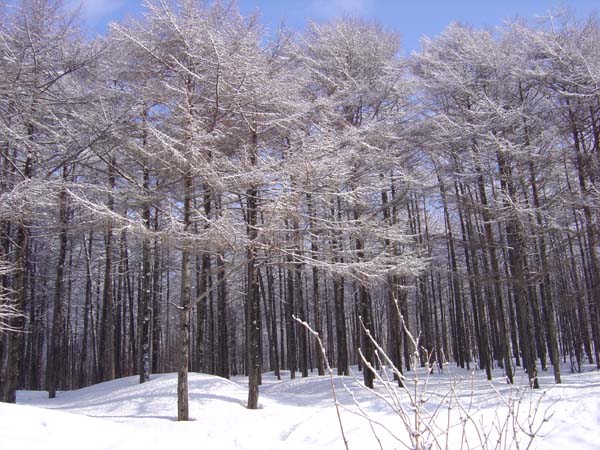 Deep in the Crystal Forest