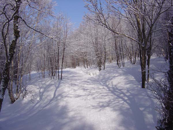 The Purest Snow