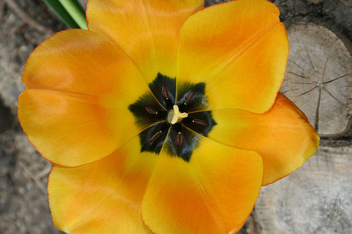 Blossom