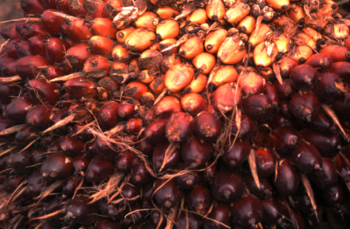 Palm nuts close-up