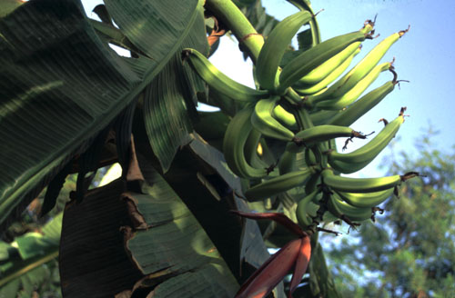 Plaintain