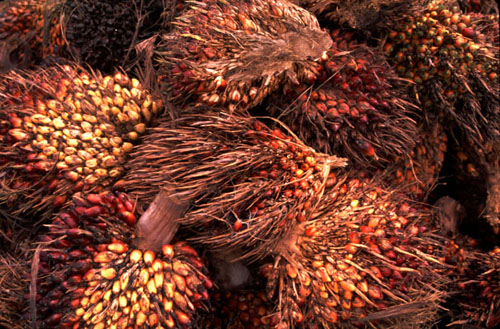 Palmnuts