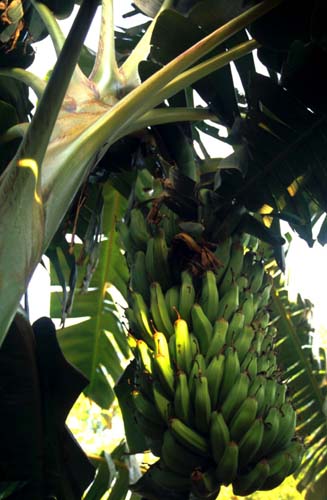 Bananas!  (dont think im teaching you anything ...)