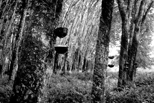 Latex tree plantation