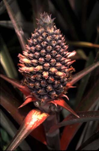 Baby pineapple