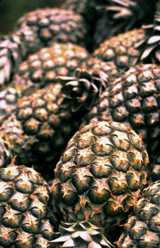 Pineapples close-up