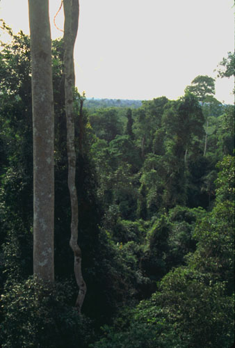 Kakum National Park
