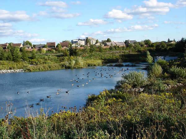 Ol' Quanztown Park Pond