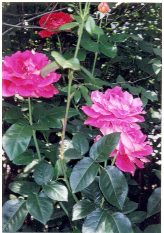 Roses In Our Garden