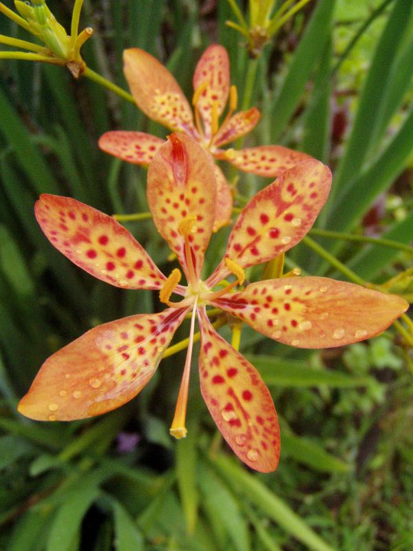 Orchid