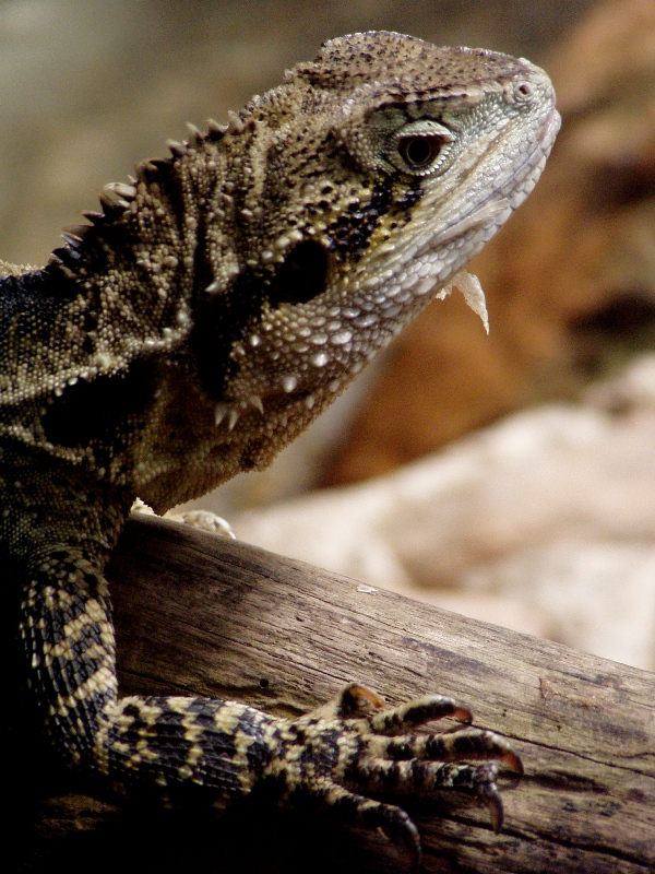 Water Dragon
