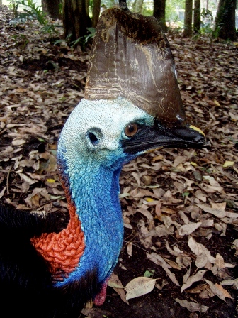 Cassowary