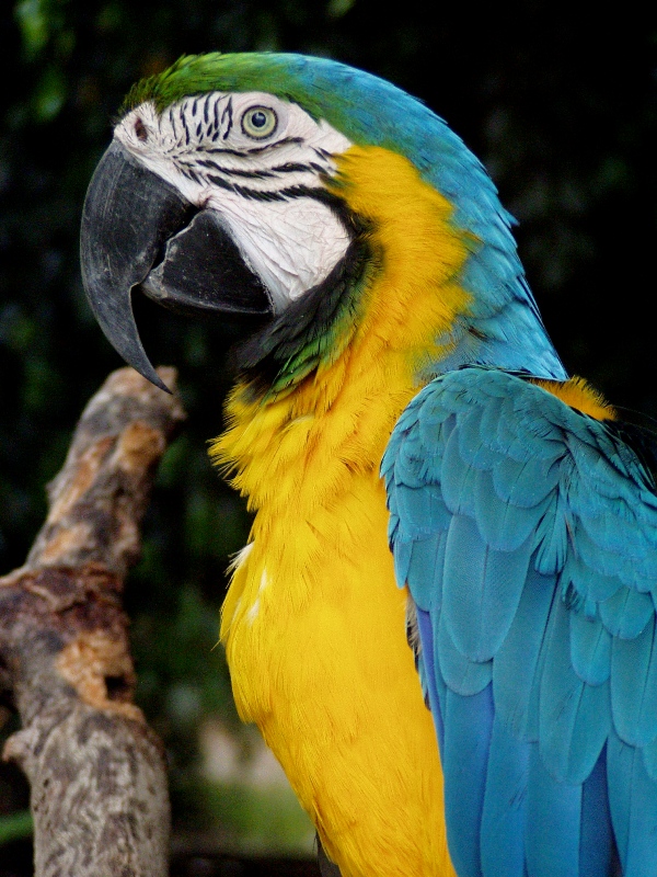 Blue and Gold Macaw
