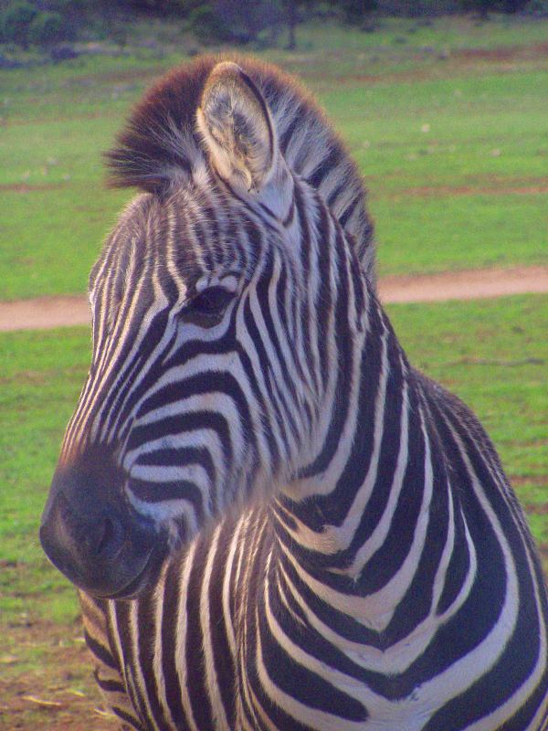 Baby Zebra