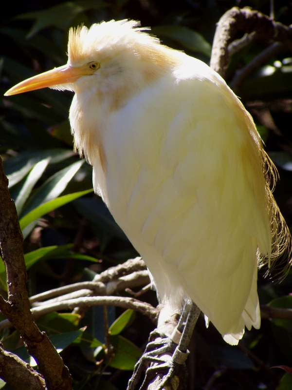 Cattle Egret