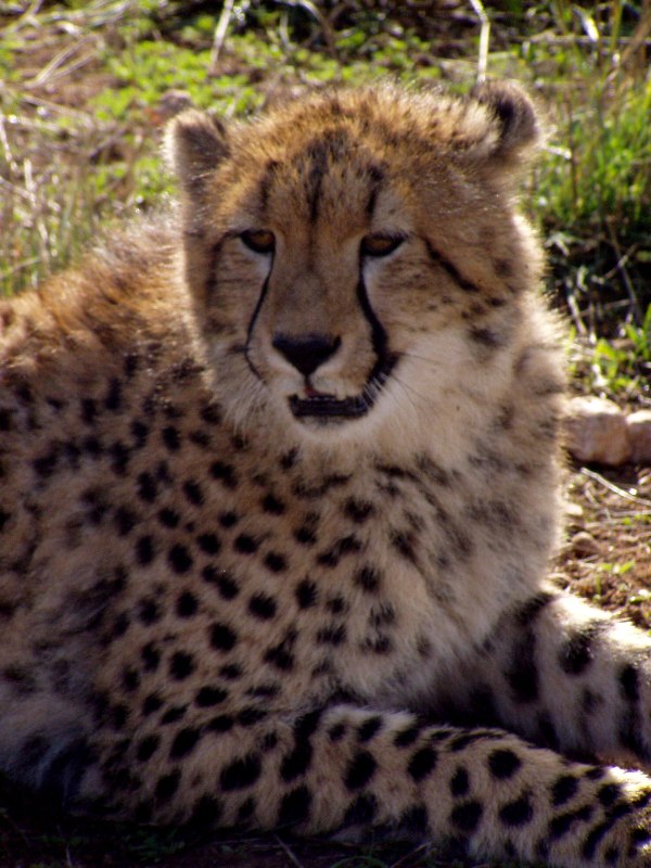 Young Cheetah