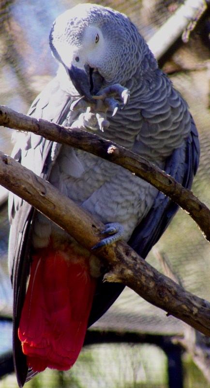 African Grey Parrot