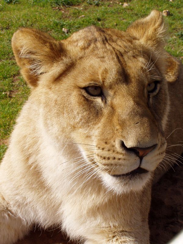 Lioness
