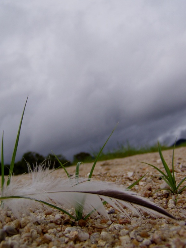 Feather