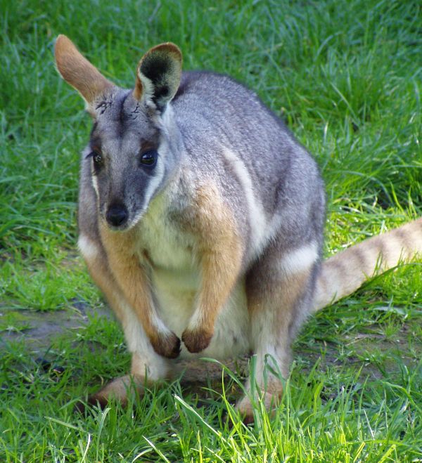 Agile Wallaby