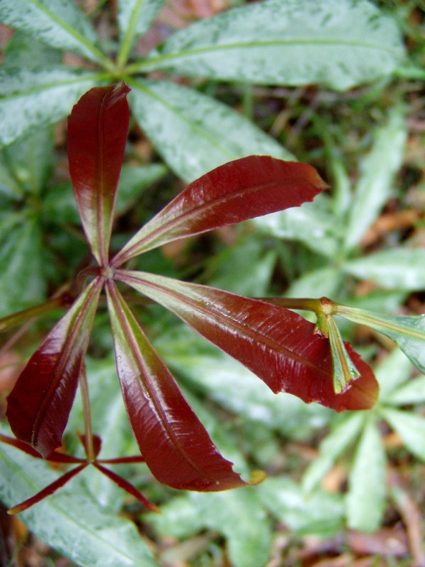 New Leaf