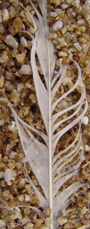 Feather in the Sand