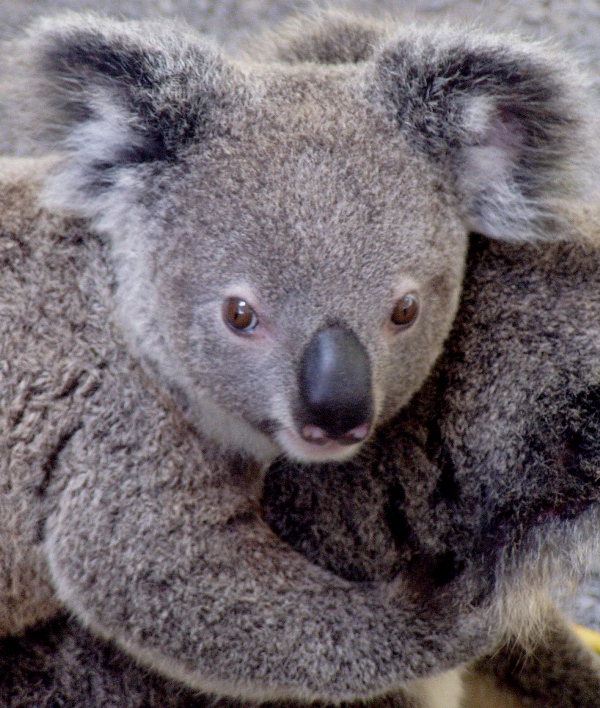 Baby Koala