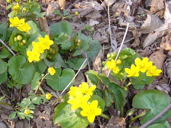 First Spring Flowers
