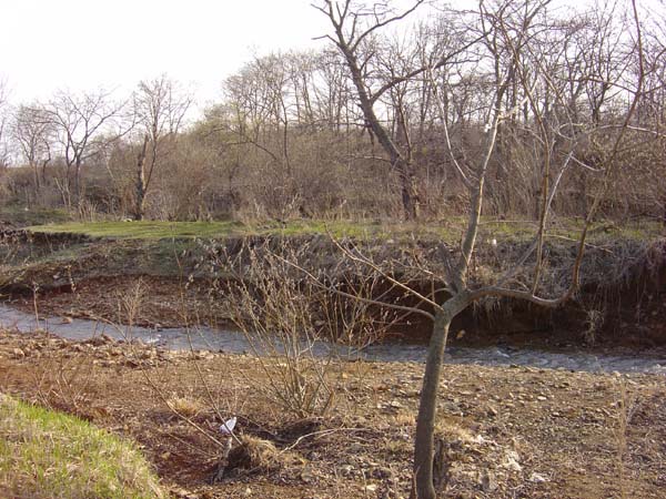 Shamara Forests and River