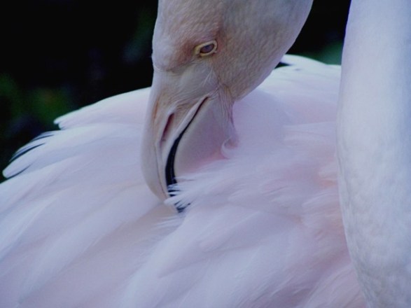 Pink Flamingo