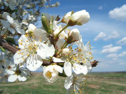 A Plum Blossom in April