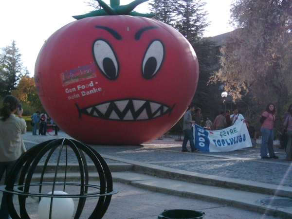 Monster Tomato at University