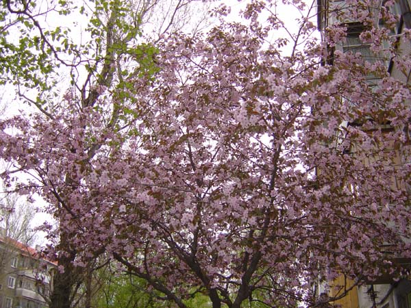 Sakura