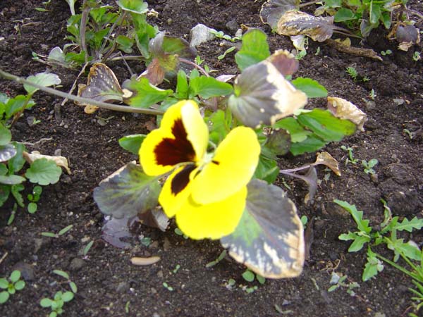 Daffodils