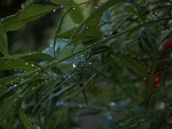 After the rain, in the front yard.