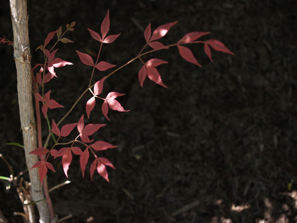 Fragile Red Leaves