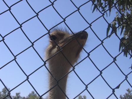 Ostrich Head